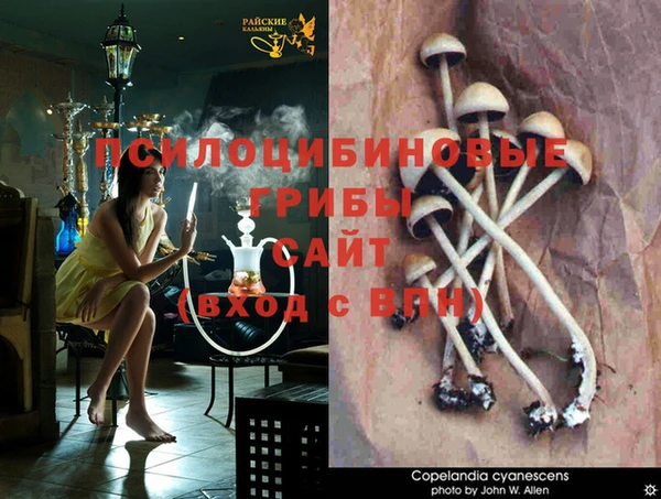прущие грибы Армянск