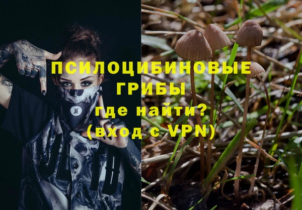 прущие грибы Армянск